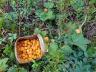 Wilde Moltebeeren im Korb