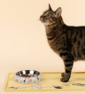 Muurla_Mumin-80_Katzen-Futternapf_weiss_1